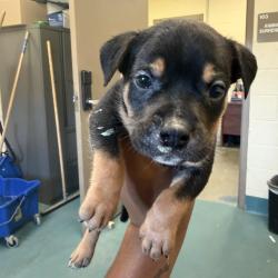 Shelter Stray Male Dog last seen , 2350 Appling City Cove, Memphis, TN 38133, USA