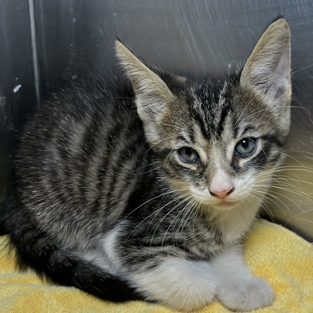 Shelter Stray Male Cat last seen , 4575 E Mesquite Ave, Palm Springs, CA 92264, USA