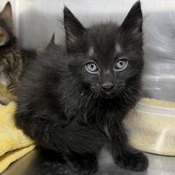 Shelter Stray Male Cat last seen , 4575 E Mesquite Ave, Palm Springs, CA 92264, USA