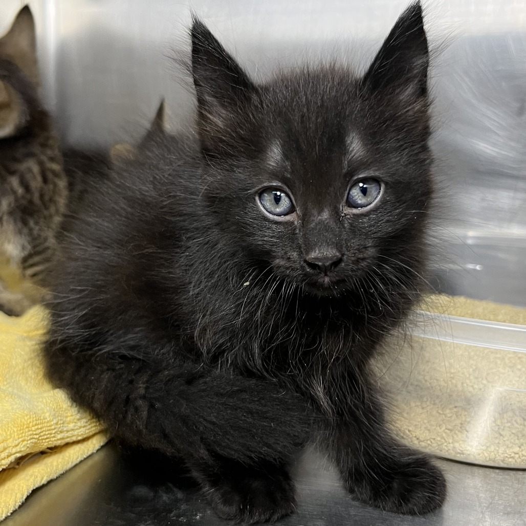 Shelter Stray Male Cat last seen , 4575 E Mesquite Ave, Palm Springs, CA 92264, USA