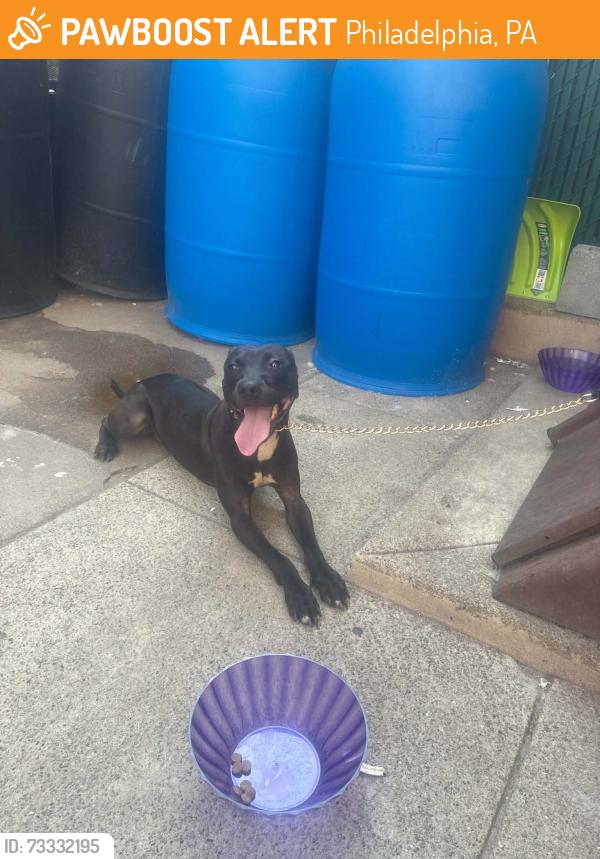 Found/Stray Male Dog last seen Olney, Philadelphia, PA 19120