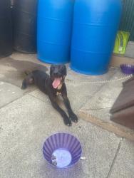 Found/Stray Male Dog last seen Olney, Philadelphia, PA 19120