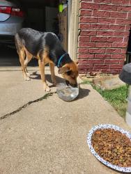 Found/Stray Male Dog last seen By my hse 15th st S 124th E Ave 74128, Tulsa, OK 74128