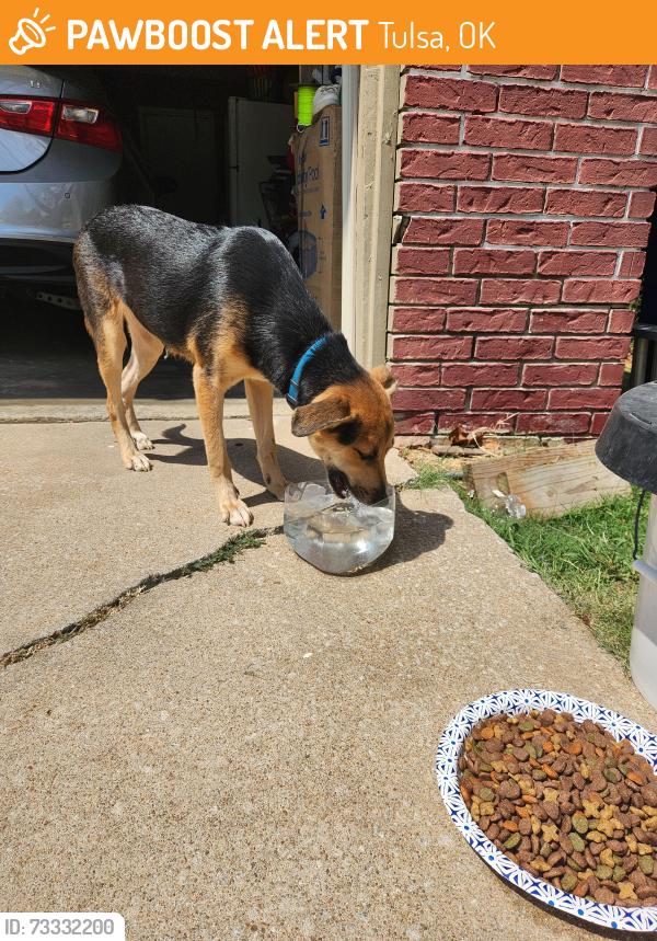 Found/Stray Male Dog last seen By my hse 15th st S 124th E Ave 74128, Tulsa, OK 74128