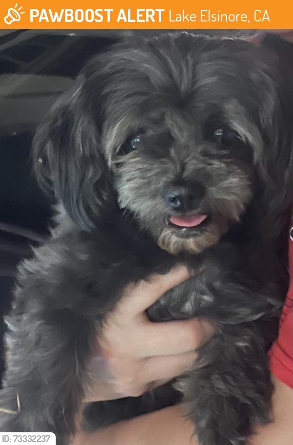 Found/Stray Male Dog last seen Gunnerson, Lake Elsinore, CA 92530