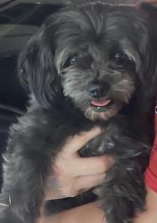 Found/Stray Male Dog last seen Gunnerson, Lake Elsinore, CA 92530