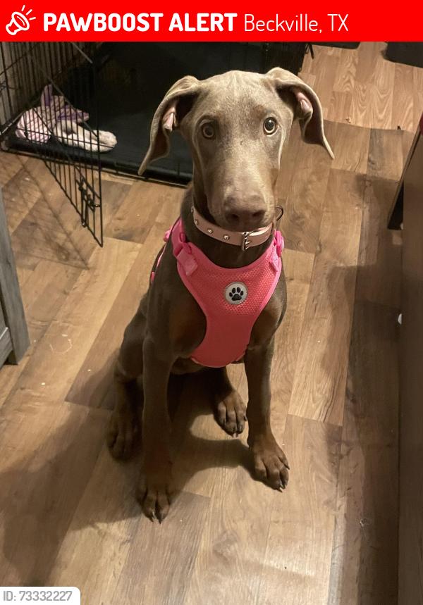 Lost Female Dog last seen Beckville tx, Beckville, TX 75631