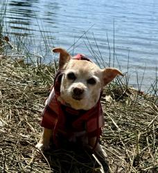 Lost Male Dog last seen Andrew Sater Rd, 9th Dr SE, Everett, WA 98208