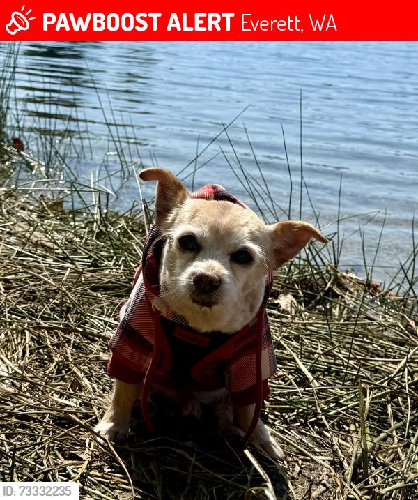 Lost Male Dog last seen Andrew Sater Rd, 9th Dr SE, Everett, WA 98208