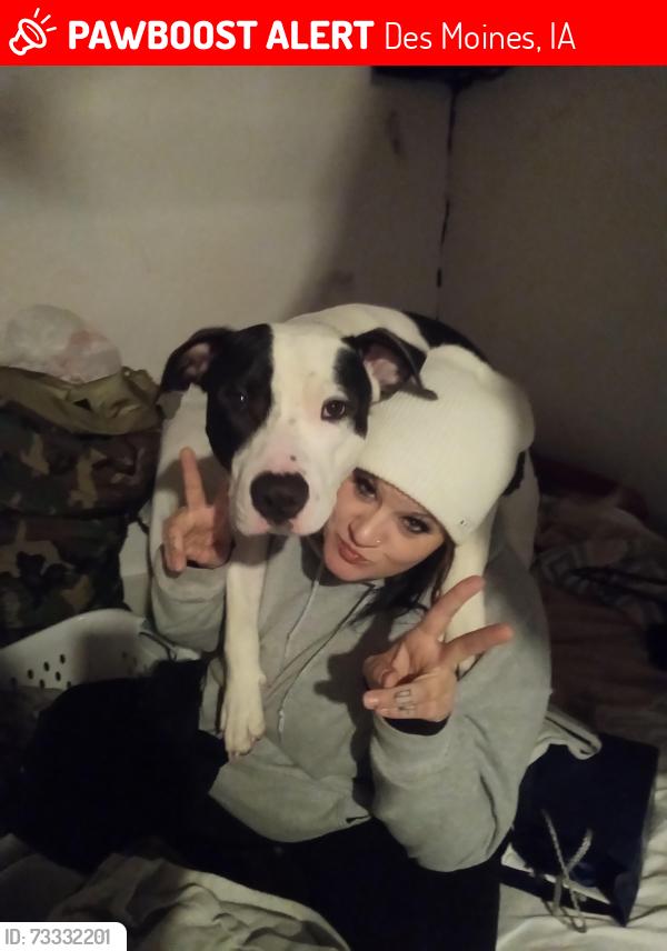 Lost Male Dog last seen Fleur drive, Des Moines, IA 50321