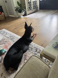 Lost Female Dog last seen Co Rd 32, Fairhope, AL 36532