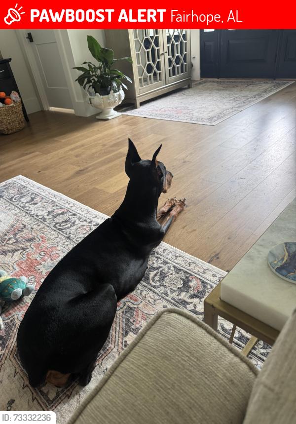 Lost Female Dog last seen Co Rd 32, Fairhope, AL 36532