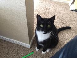 Lost Male Cat last seen S Field St and S Estes st, Denver, CO 80227