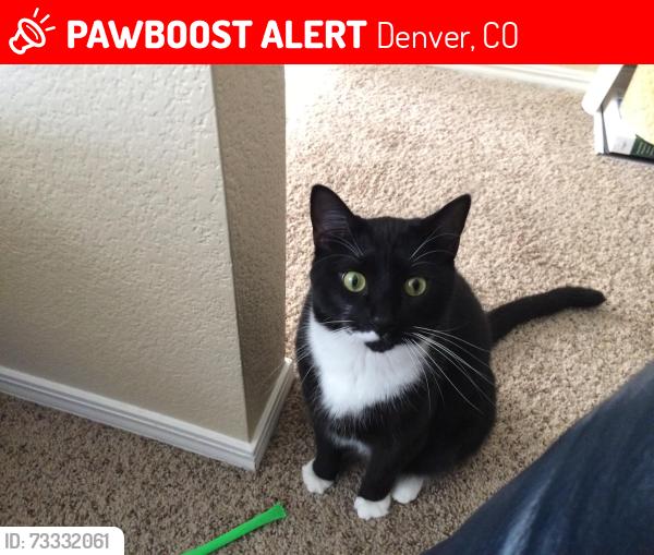 Lost Male Cat last seen S Field St and S Estes st, Denver, CO 80227