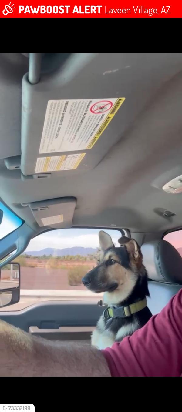 Lost Male Dog last seen Alta vista road and 79 ave, Laveen Village, AZ 85339