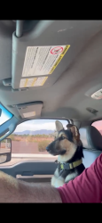 Lost Male Dog last seen Alta vista road and 79 ave, Laveen Village, AZ 85339