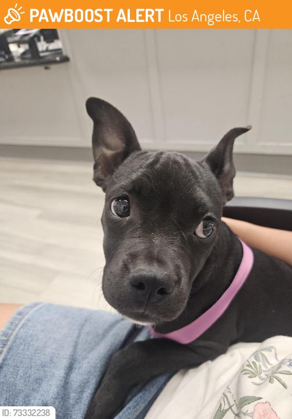 Found/Stray Female Dog last seen Wabash Ave, Los Angeles, CA 90033
