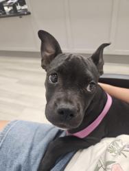 Found/Stray Female Dog last seen Wabash Ave, Los Angeles, CA 90033