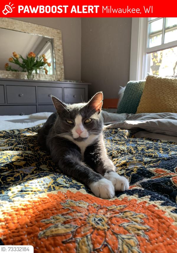 Lost Male Cat last seen At his home on N 49th st, Milwaukee, WI 53208