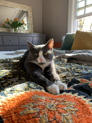 Lost Male Cat last seen At his home on N 49th st, Milwaukee, WI 53208