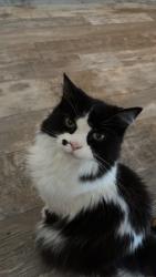 Lost Female Cat last seen Harmonia Rd, Springfield, Springfield, MI 49037