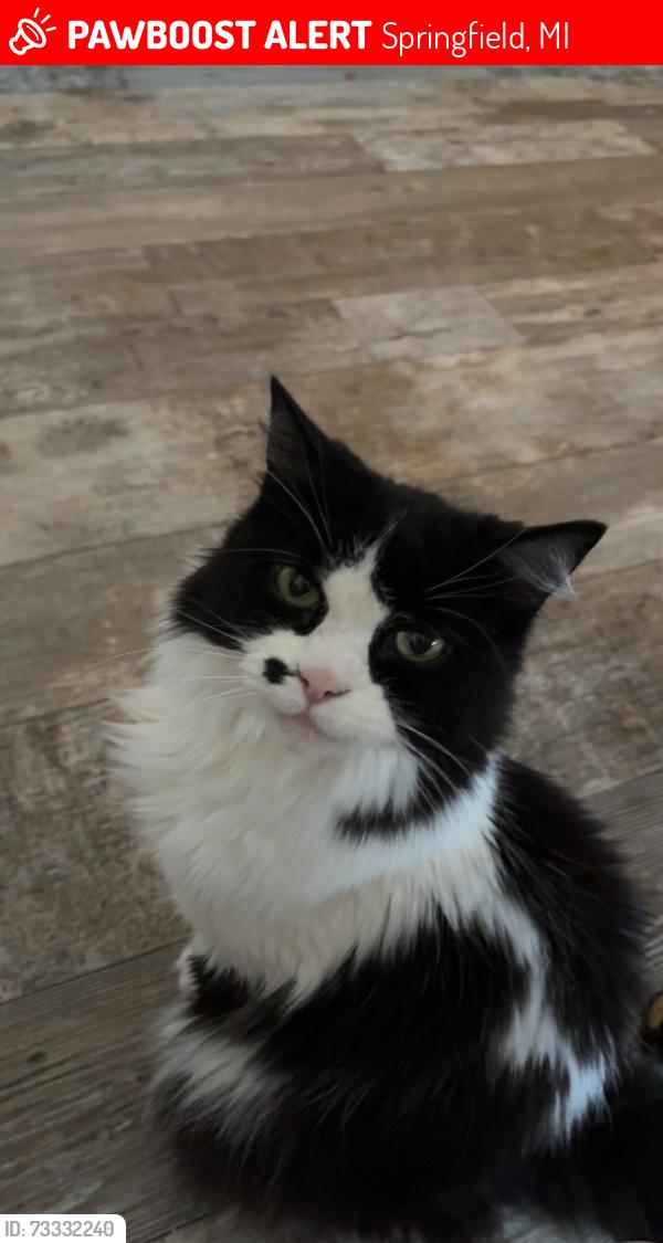 Lost Female Cat last seen Harmonia Rd, Springfield, Springfield, MI 49037