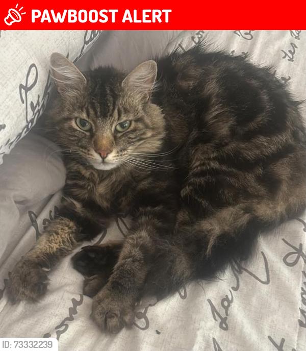 Lost Male Cat last seen Ivan Street, Ridgeway, Johannesburg South, GP 2099