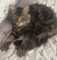 Lost Male Cat last seen Ivan Street, Ridgeway, Johannesburg South, GP 2099