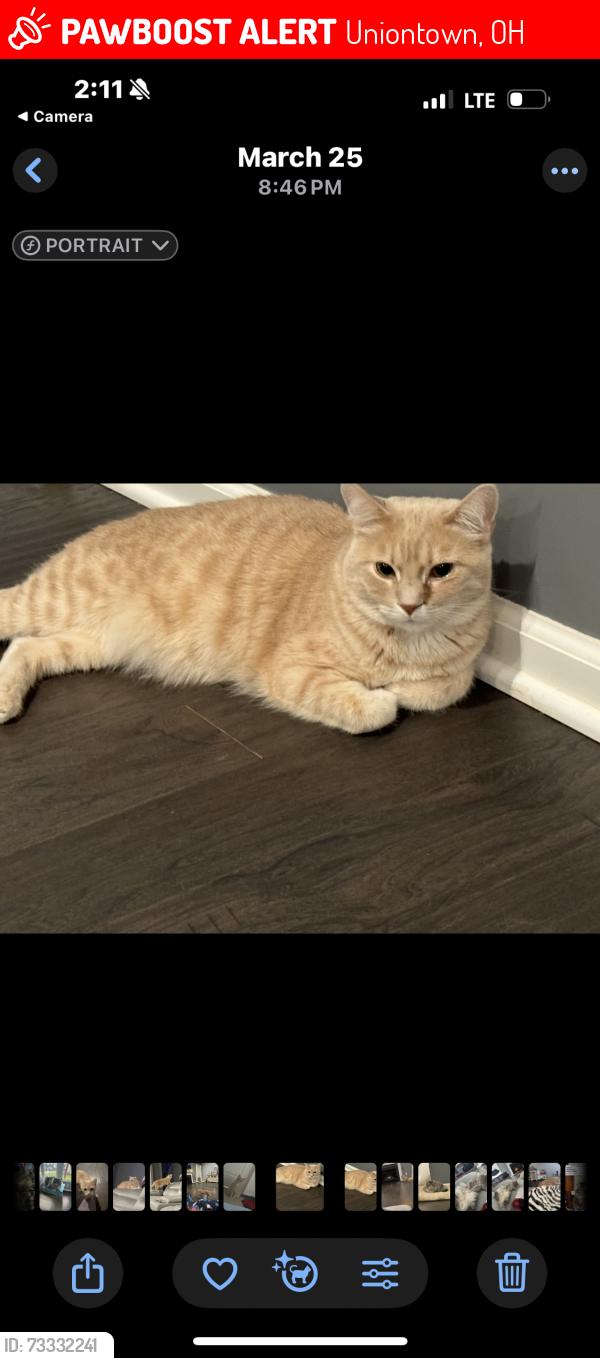 Lost Male Cat last seen Myersville/619, Uniontown, OH 44685