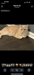 Lost Male Cat last seen Myersville/619, Uniontown, OH 44685