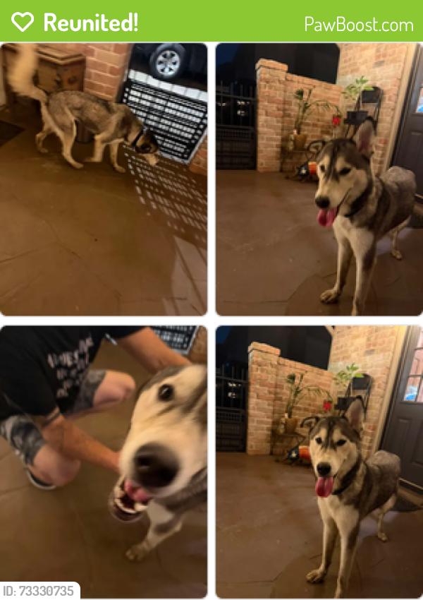 Reunited Female Dog last seen Spring Cypress, Spring, TX 77373