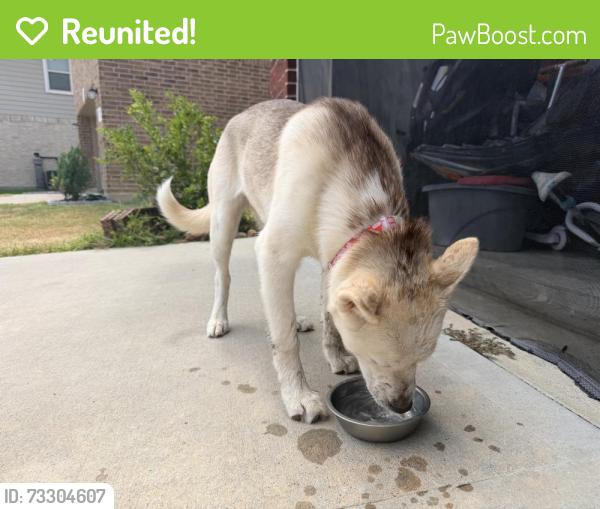 Reunited Female Dog last seen Crimson Flagg Ct, Harris County, TX 77493