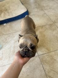 Reunited Female Dog last seen 87th st E/ Palmdale Blvd, Littlerock, CA 93543
