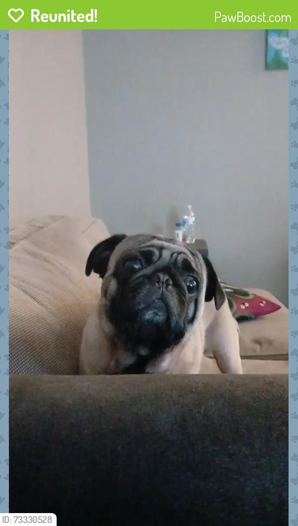 Reunited Male Dog last seen Saddle Ave and Pearl St, Las Vegas, NV 89121
