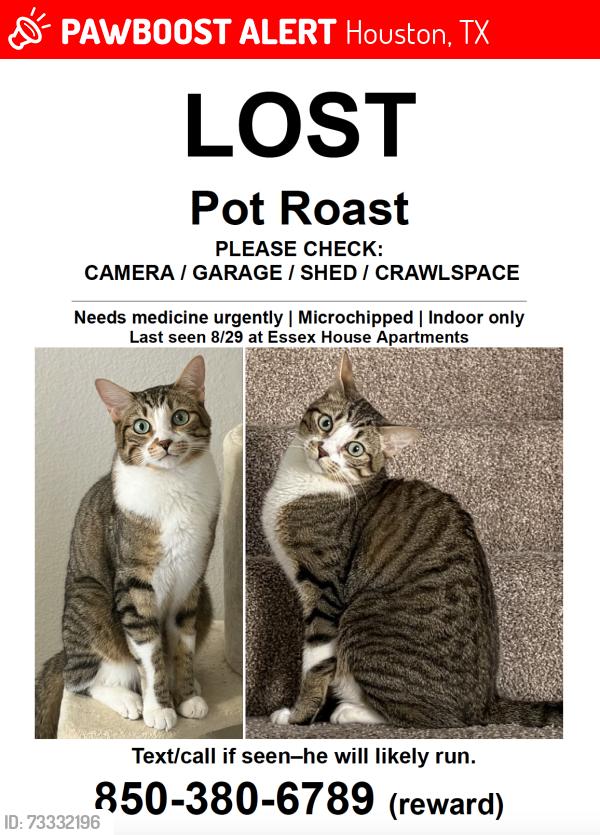 Lost Male Cat last seen Essex Lane and Wesleyan, Houston, TX 77027