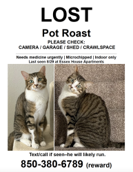 Lost Male Cat last seen Essex Lane and Wesleyan, Houston, TX 77027