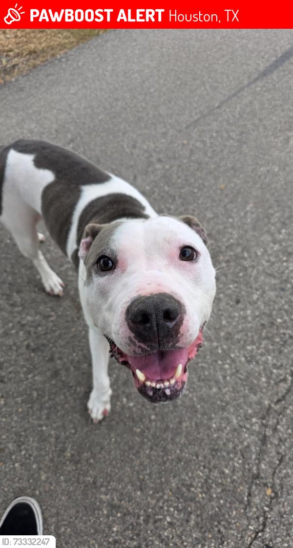 Lost Female Dog last seen Burnett Bayland Park, Houston, TX 77081
