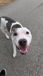 Lost Female Dog last seen Burnett Bayland Park, Houston, TX 77081