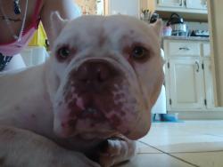 Found/Stray Male Dog last seen Ridgecrest cemetery, Jackson, TN 38305