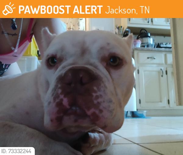 Found/Stray Male Dog last seen Ridgecrest cemetery, Jackson, TN 38305