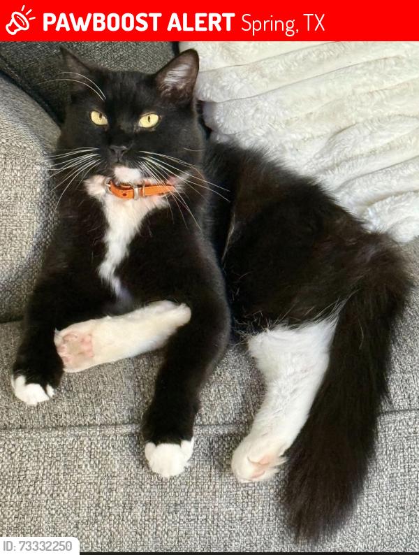 Lost Male Cat last seen Maple Run Drive, Spring, TX 77373