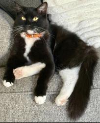 Lost Male Cat last seen Maple Run Drive, Spring, TX 77373