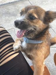 Reunited Male Dog last seen Kenilworth Ave Kenwood Ave Richmond Ave, Dayton, OH 45405