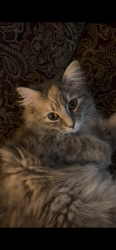Reunited Female Cat last seen Frye’s Restaurant near Mill Street, Conway, NH 03813