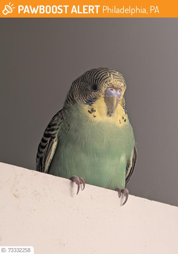 Found/Stray Unknown Bird last seen 5th and Manton Street in South Philadelphia, Philadelphia, PA 19147
