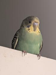 Found/Stray Unknown Bird last seen 5th and Manton Street in South Philadelphia, Philadelphia, PA 19147