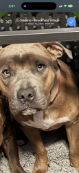 Reunited Male Dog last seen 98th and Walnut, Oakland, CA 94603