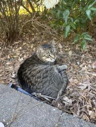 Lost Male Cat last seen Saint Thomas and standish, Chapel Hill, NC 27517