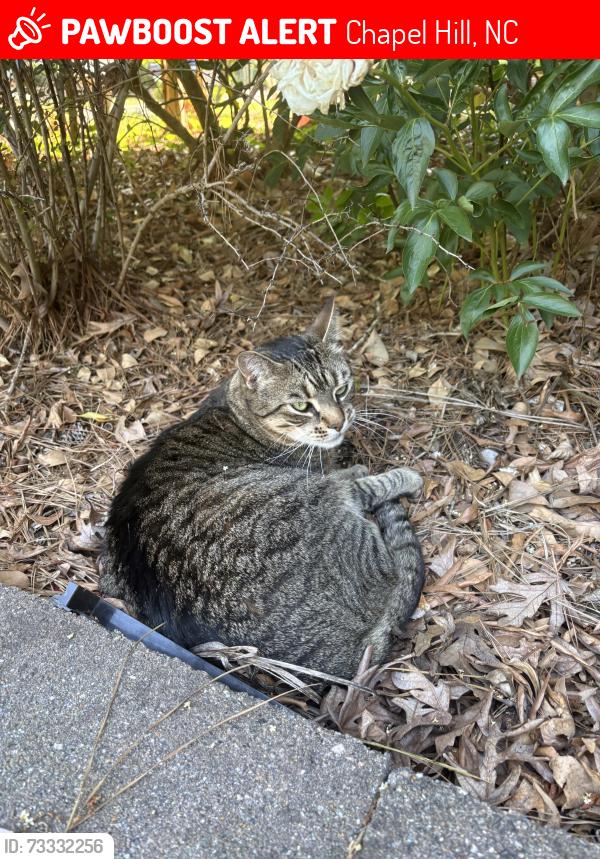 Lost Male Cat last seen Saint Thomas and standish, Chapel Hill, NC 27517