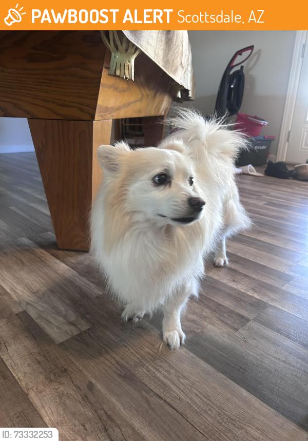 Found/Stray Unknown Dog last seen Chaparral and granite reef, Scottsdale, AZ 85251